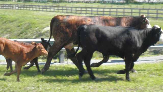 Deputies are searching for whomever removed a bull, four cows and two calves from a field in Wellington.