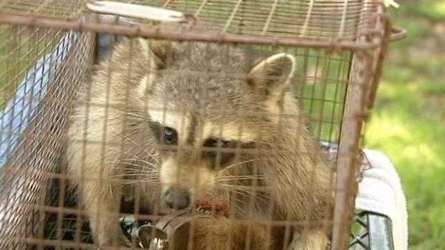 A raccoon that was found caught in a trap had to have its paw amputated.