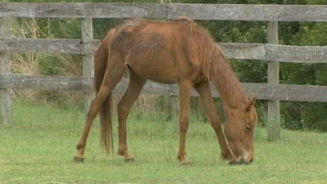 This malnourished horse is being nursed back to health at the Equine Rescue and Adoption Facility.