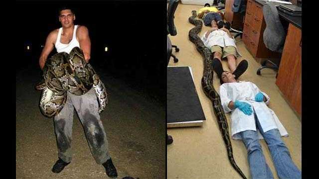 Jason Leon shows off the nearly 19-foot Burmese python he caught in Miami-Dade County recently.