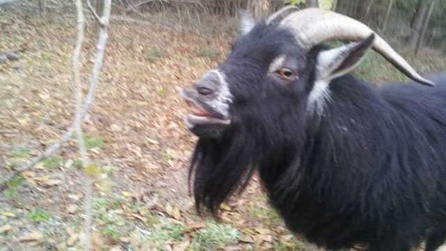 A Florida man has listed this goat for rent on Craigslist for $5 a day.