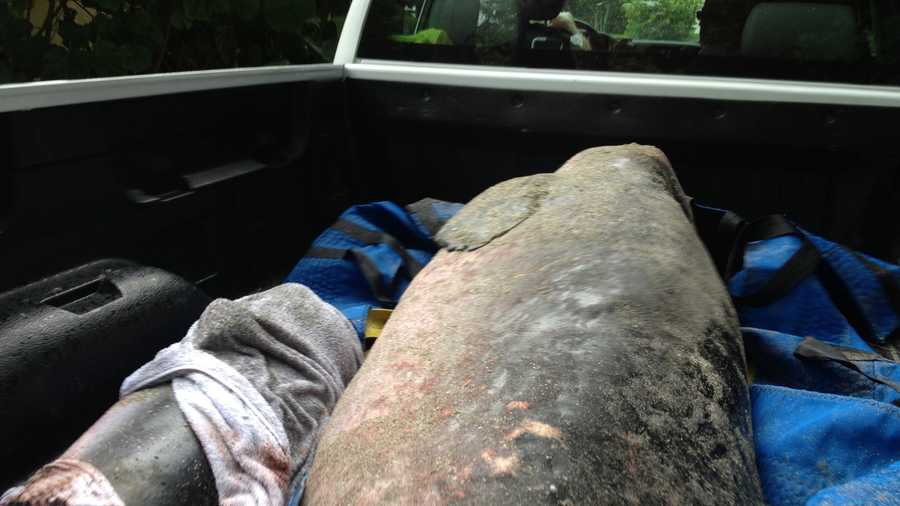 A pygmy sperm whale calf had to be euthanized after its mother died on Jupiter Island.
