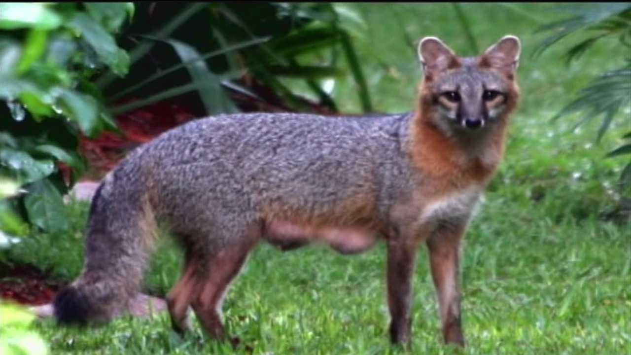 Residents concerned about aggressive foxes in their neighborhood