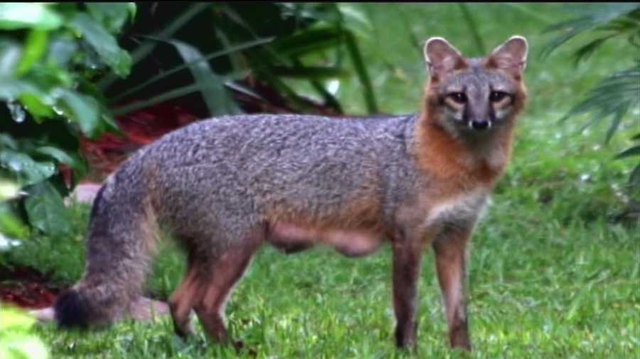 Residents of a Boynton Beach neighborhood are concerned about their safety after being confronted by aggressive foxes.