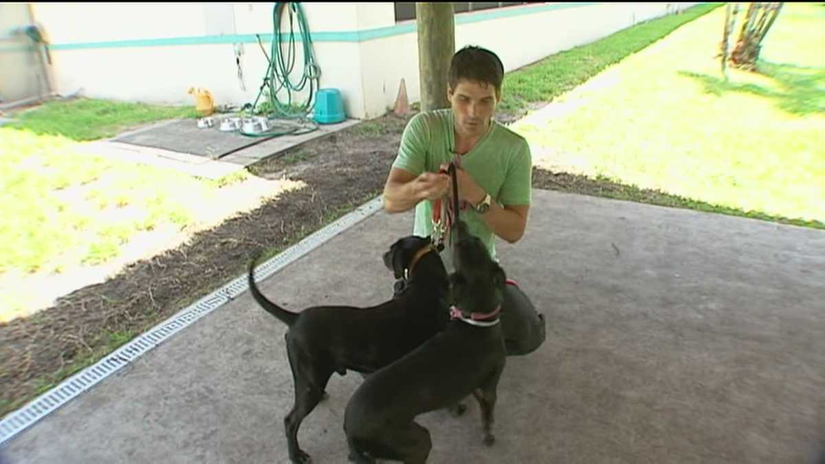 Dog trainer at shelters under criticism for forceful methods