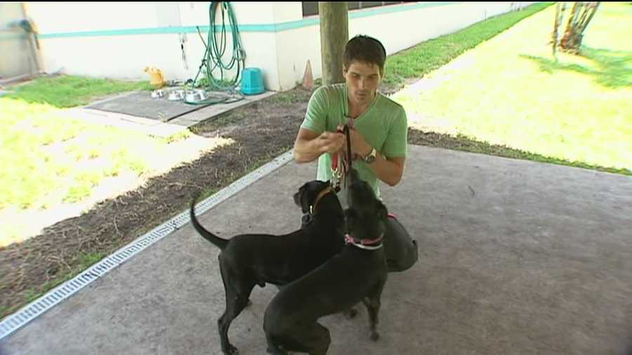 Tibor Feigel is being criticized for his discipline methods toward aggressive dogs.