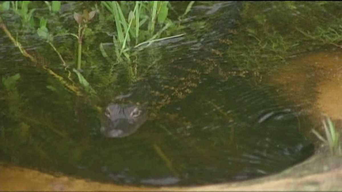 Baby alligator spooks residents in Indian River Estates