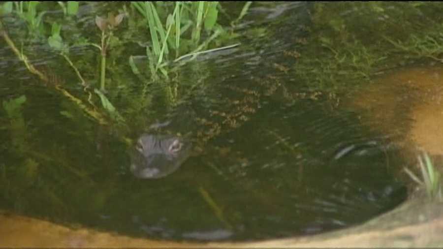 This baby alligator was found in a Fort Pierce ditch.