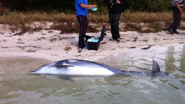 NOAA investigators are trying to determine why so many bottlenose dolphins are winding up dead along the Treasure Coast and Brevard County.