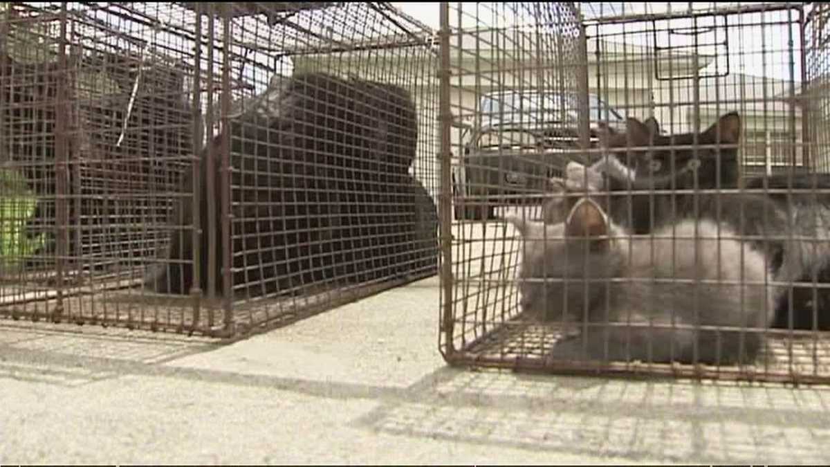 Dozens of cats removed from house filled with trash, feces