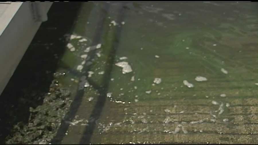 Health officials took samples of the algae in the St. Lucie River.