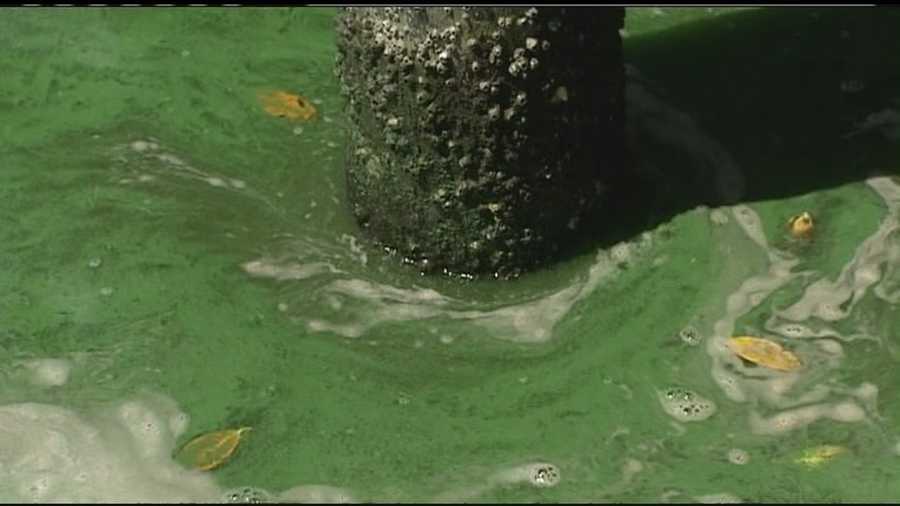 Toxic algae throughout the St. Lucie River is posing a health hazard.