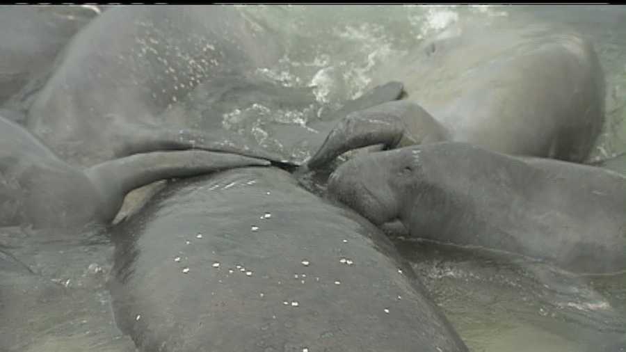 About a dozen manatees beached themselves on purpose on Hutchinson Island on Monday, drawing a crowd of cell-phone photographers determined to get the unusual occasion on video.