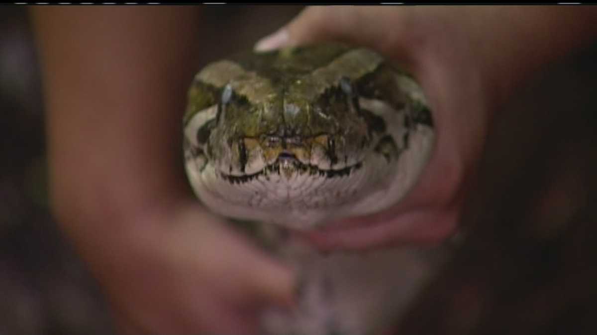 Snake keeper surprised python implicated in brothers' deaths