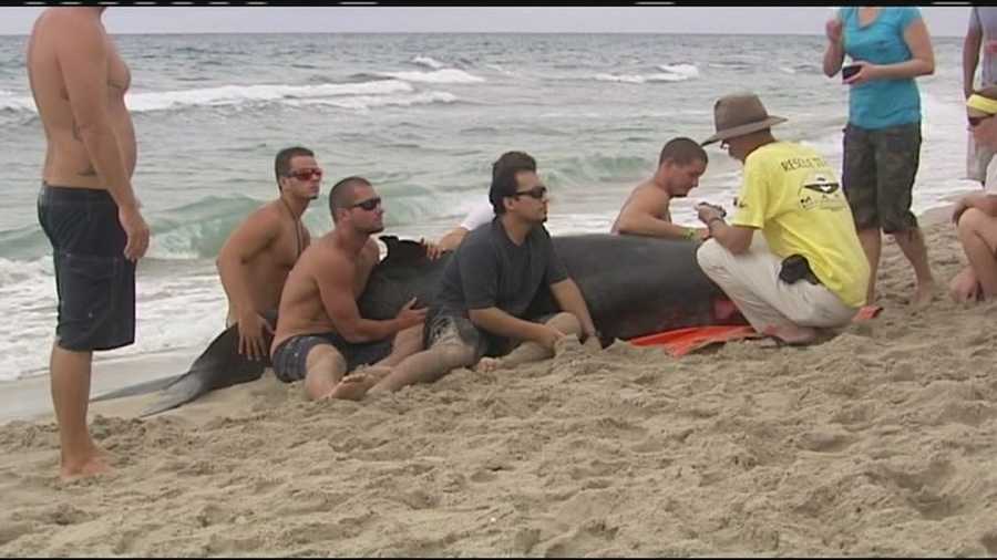 A beached whale has to be euthanized, and a necropsy will be performed to determine why the whale came ashore in Delray Beach.