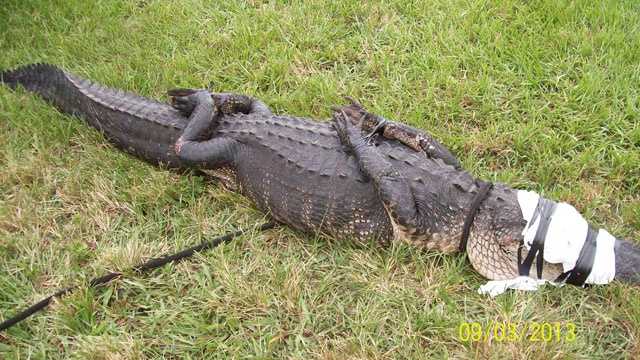 This alligator was caught at Lake Wyman Park in Boca Raton.