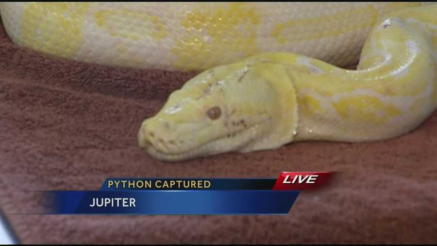 One woman told WPBF 25 News on Tuesday that she was too afraid to take a picture of the python, so she handed her camera to another witness.