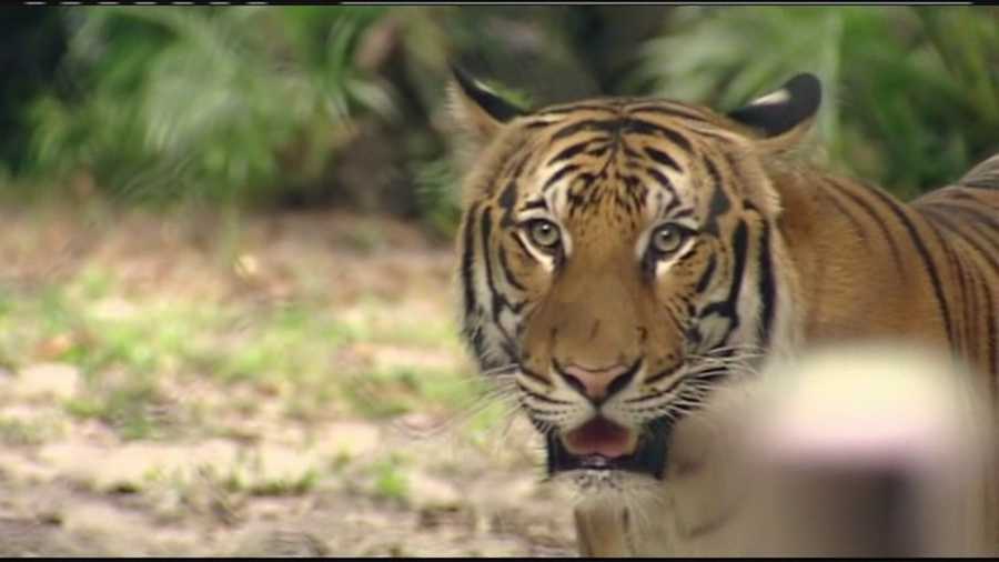 Three tigers, all brothers, are leaving their mother at the Palm Beach Zoo and moving to the Jacksonville Zoo, where they will be part of a new exhibit.