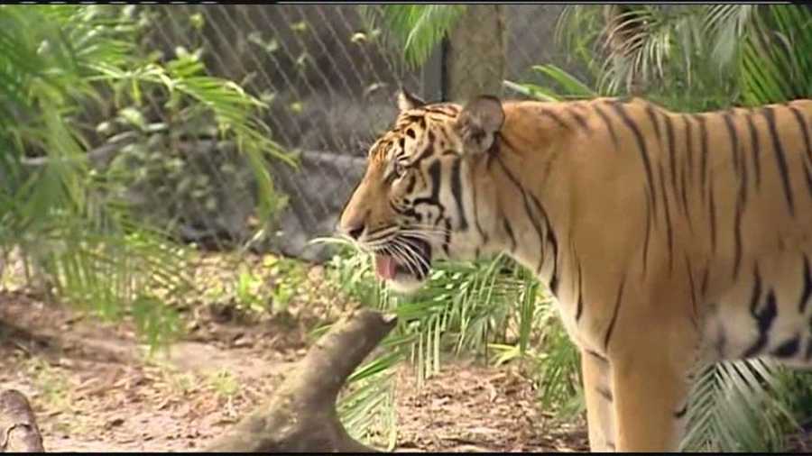The tigers, who were born at the Palm Beach Zoo in 2011, are headed to the Jacksonville Zoo to begin the next chapter of their lives.