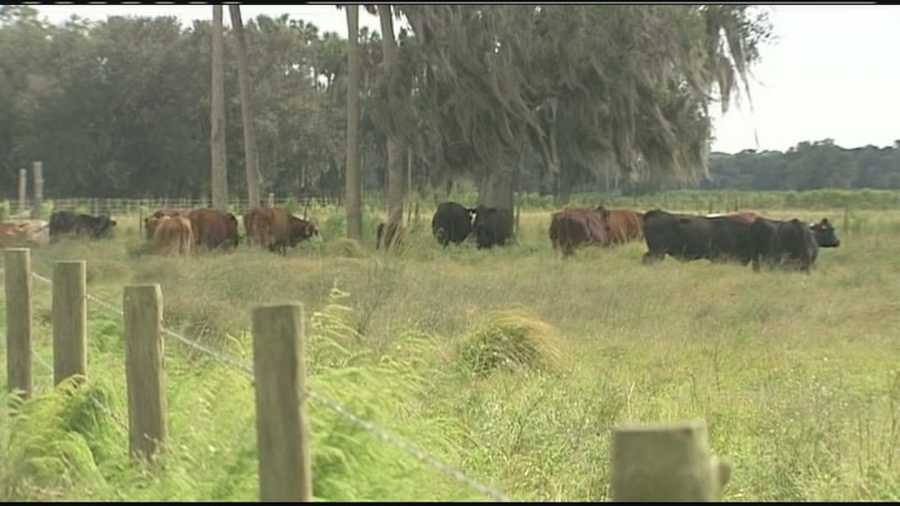 Deputies arrest a former ranch manager accused of stealing $100,000 worth of cattle.