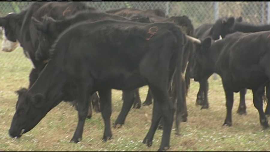 Nearly two dozen cows are removed from a Jupiter Farms property by Palm Beach County Animal Care and Control.