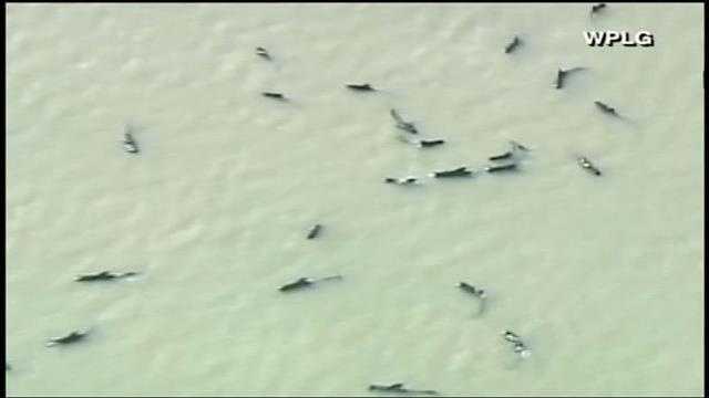 Twenty to 30 pilot whales were stranded in shallow water in a remote area of Everglades National Park.