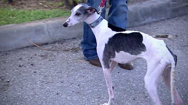 Angel, an adult whippet so malnourised that she was on death's doorstep just weeks ago, is getting healthier every day, and just went home with her new owner on Friday.