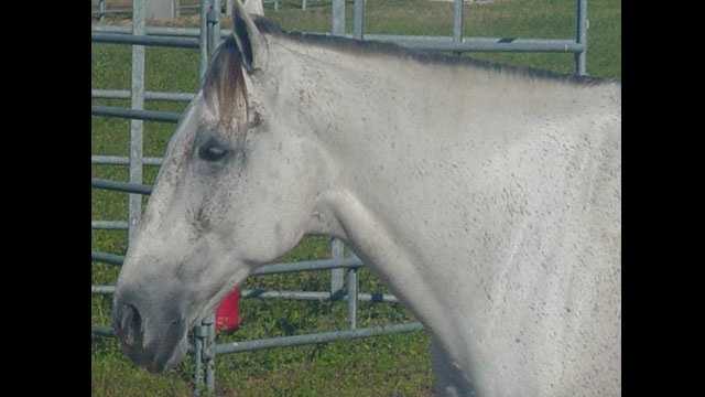 Charlotte County sheriff's deputies are trying to find the person who shaved the mane off a horse at a Punta Gorda pasture.