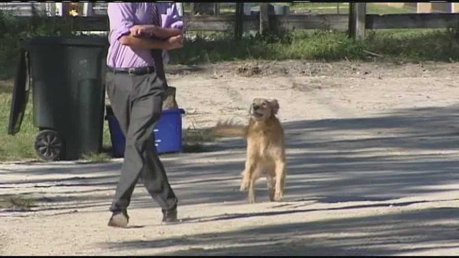 While WPBF 25 News' John Dzenitis was working on a story about two pit bulls that bit a boy, he was bitten by one of several loose dogs roaming the neighborhood.