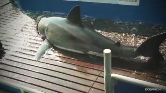 Great White Shark Tracked Off Florida Coast