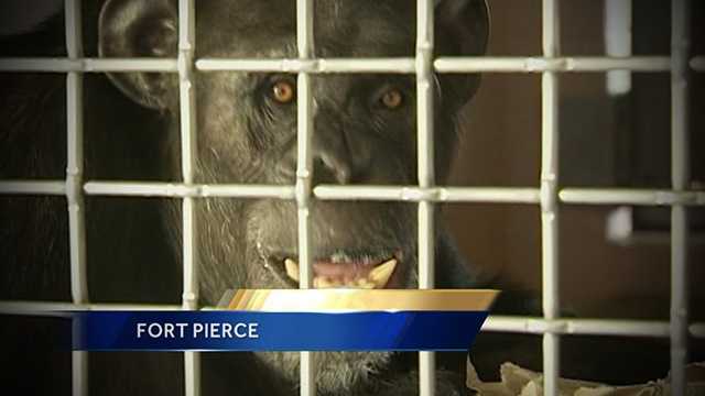 Terry the chimp was rescued from a Nevada zoo last year is now enjoying life at the Save The Chimps Sanctuary in Fort Pierce.