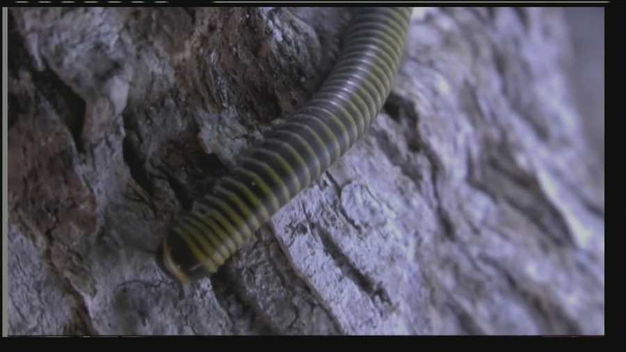 Pest control companies have been busy fielding plenty of phone calls from South Florida residents bugged by the millipede invasion.