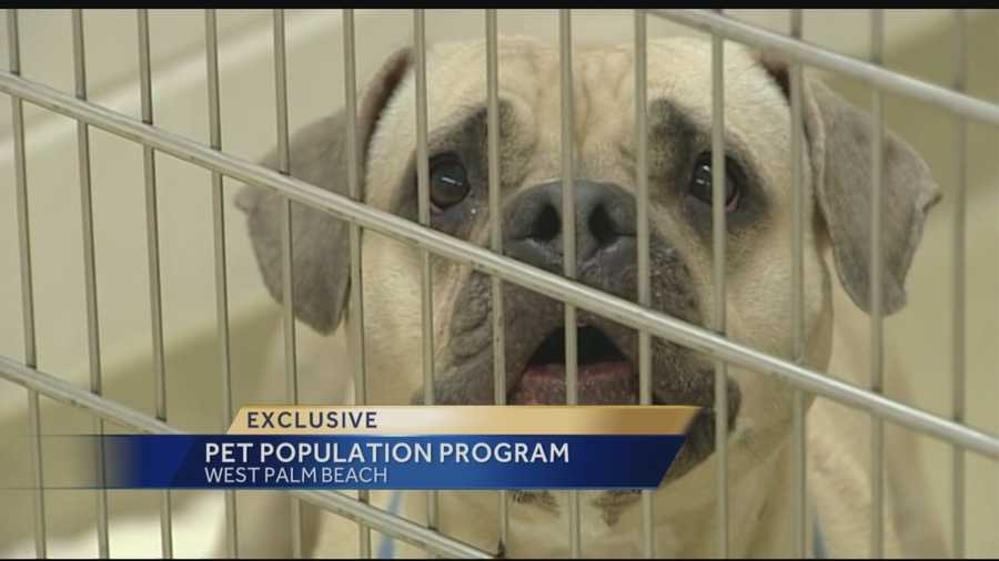 A new program targets at-risk neighborhoods for free spay-and-neuter surgeries.