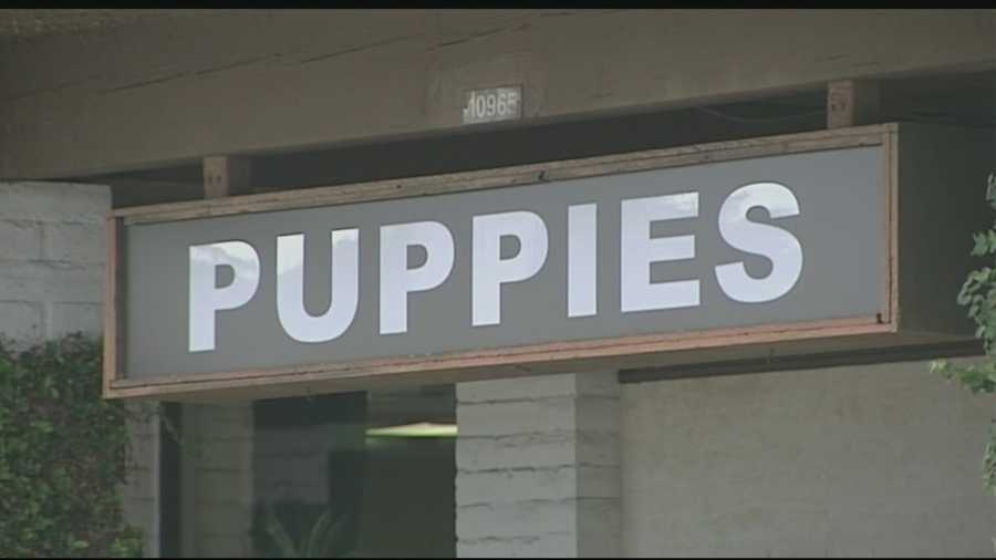 Michelle Rivera is rallying with others to stop a puppy store from opening in Palm Beach Gardens.