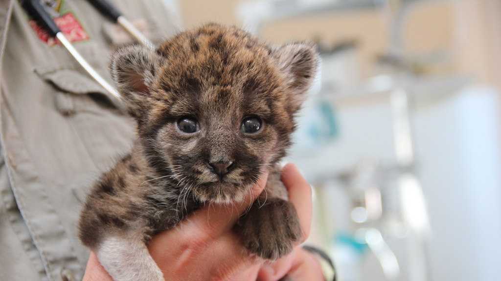 Facts About Florida Panther Kitten