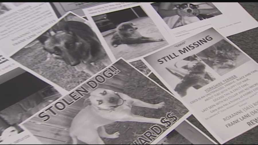 Since last fall, dozens of dogs in the Acreage and Loxahatchee have vanished, according to owners who frequently post on a Loxahatchee missing pet Facebook page.