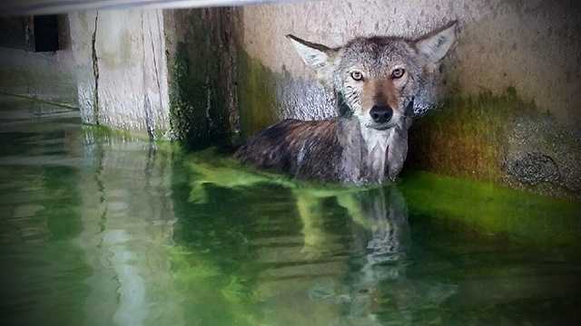 This coyote was rescued from the Intracoastal Waterway after a homeowner chased it off its property near Singer Island.