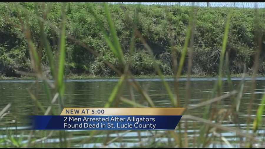 Two men bonded out of jail after they were caught killing alligators near where they worked, then cutting off their tails and throwing the alligators' bodies back into the water.
