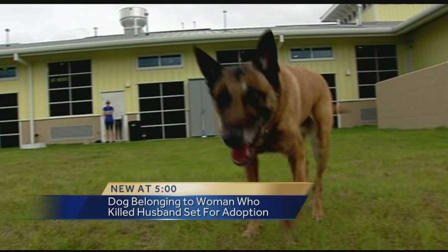 Once owned by a woman who's now behind bars accused of murder, Achilles has a new home thanks to the St. Lucie County Humane Society.