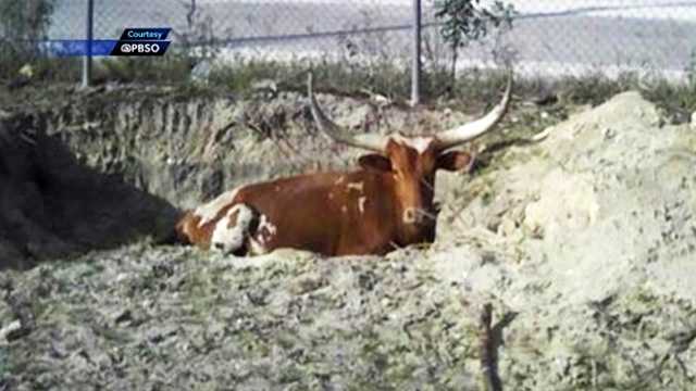 A week after a sleeping bull was shot in Loxahatchee and ultimately had to be euthanized, it's still not known who's responsible for the crime.