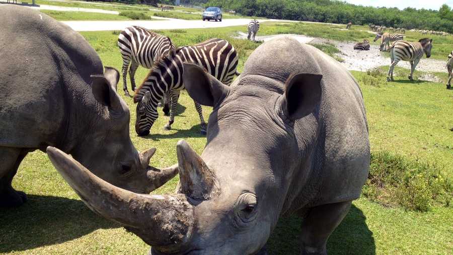 APRIL 28: Lissa, a rhino at Lion Country Safari, recently underwent surgery to remove a cancerous tumor from her horn. 