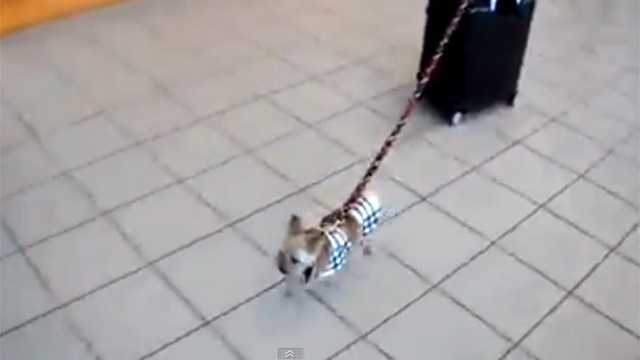 A 3-pound dog is seen pulling a 30-pound suitcase through an airport in this video that will no doubt go viral Tuesday.
