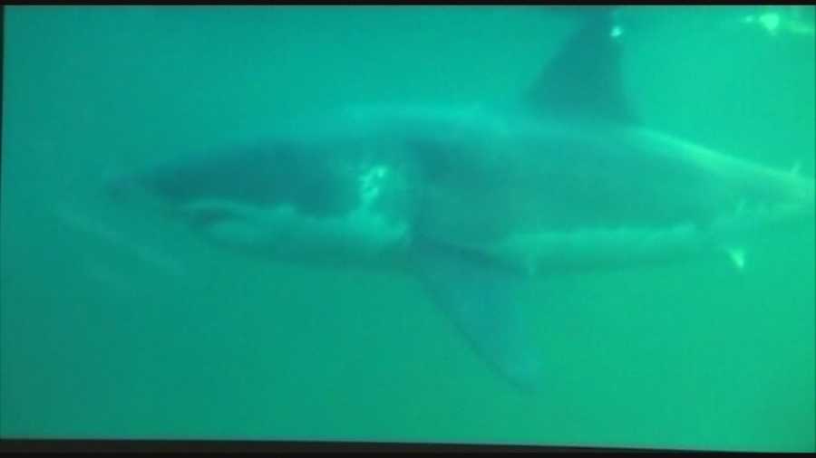 A great white shark that hadn't been tracked of the coast of Central Florida since January has returned to Volusia County.