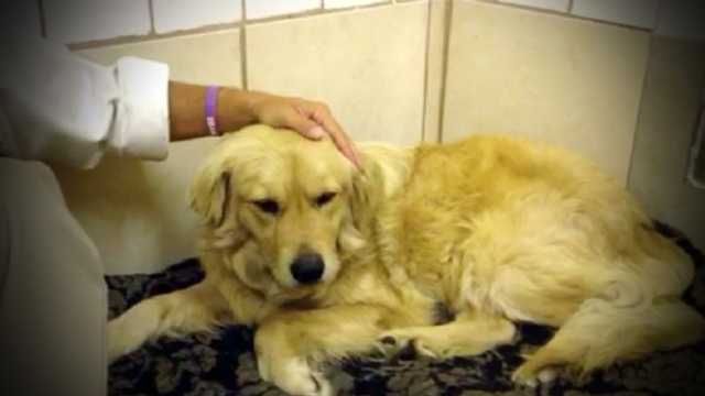 A golden retriever in California was set to be euthanized after he was found growling at police at while laying next to his owner who was murdered. Police labeled him aggressive and unable to be adopted. Tri County Animal Rescue in Boca Raton have stepped in and brought Jake here to help get him adopted. They say he should be available for adoption next week. 