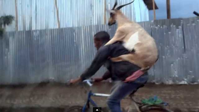 goat riding