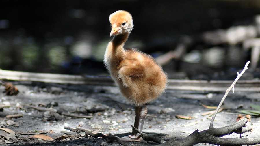 The Palm Beach Zoo & Conservation Society welcomed a rare male red-crowned crane chick last week, and released these photographs on Friday. Red-crowned cranes are among the most rare cranes in the world, according to a release sent out by the zoo. Take a look at the photos of the zoo's newest addition.