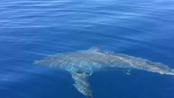 John Garretson and his fishing buddy were about five miles out from the Jupiter inlet when they got a rare encounter with a great white shark right off our coast and captured it on video.