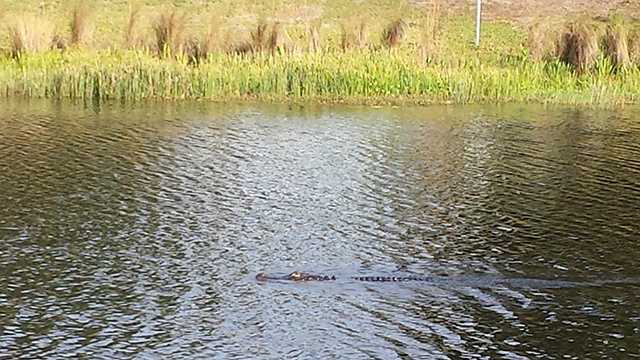 Here's a photo of an alligator that a Sebastian resident says may have eaten a pit bull.