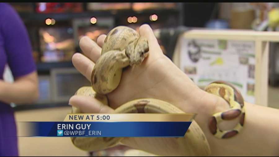 One person's perfect pet can be another's menace in the Everglades. That's why officials with the Florida Fish and Wildlife Commission are considering pushing for a new law that would put a restrict on certain snakes as pets, which has many upset. Erin Guy explains.