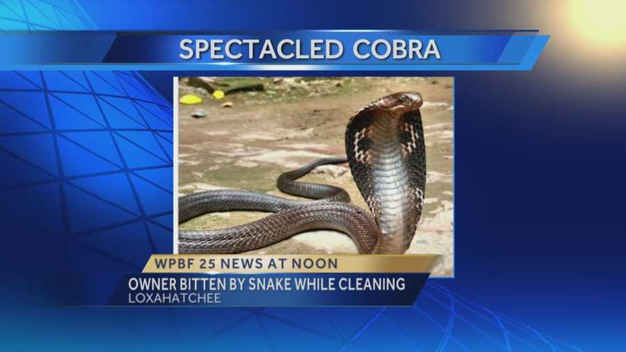 A woman was bitten by a venomous Cobra snake Thursday at the McCarthy Wildlife Sanctuary in Loxahatchee while cleaning the reptile's cage.
